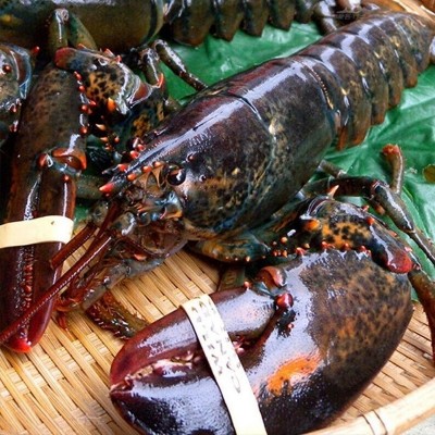 生冻波士顿龙虾1到9斤超大冰鲜大龙虾加拿大波龙餐厅商用一件代发图3