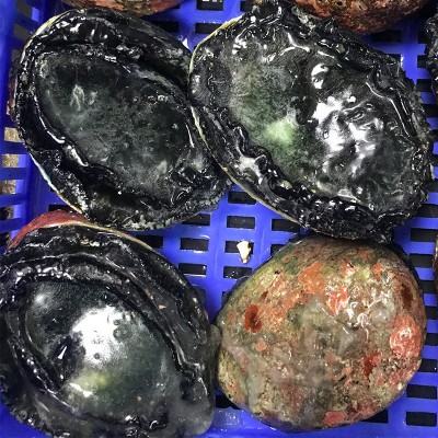 活冻黑金鲍澳大利亚一头鲍澳洲鲍鱼新西兰生冻大鲍鱼刺身日料商用图2
