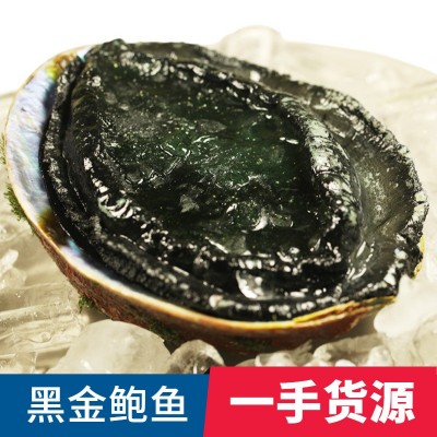 活冻黑金鲍澳大利亚一头鲍澳洲鲍鱼新西兰生冻大鲍鱼刺身日料商用图3