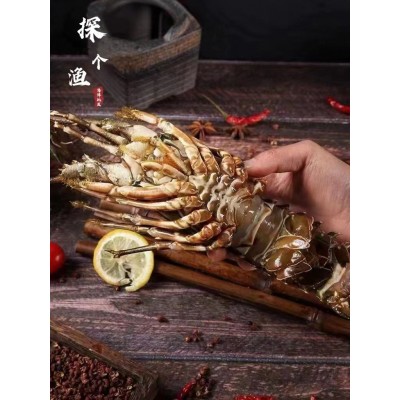 厂家直供小青龙虾鲜活速冻大龙虾大青龙花龙东山岛大海虾厂家直供图2