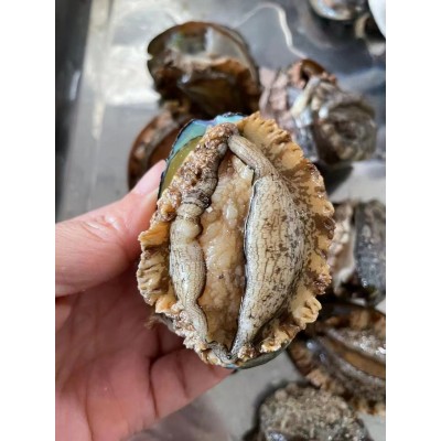 厂家直供3_12 鲍鱼批发 福建东山带壳活冻大鲍鱼餐饮酒店食材供应图3