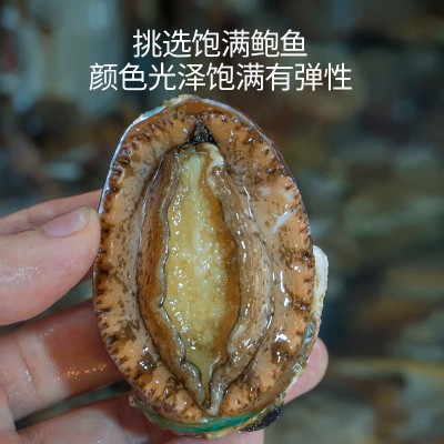 厂家直供3_12 鲍鱼批发 福建东山带壳活冻大鲍鱼餐饮酒店食材供应