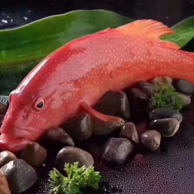 厂家东星斑大红斑深海活冻大石斑鱼海南燕尾斑可刺身酒店餐饮直供图3