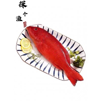 厂家东星斑大红斑深海活冻大石斑鱼海南燕尾斑可刺身酒店餐饮直供