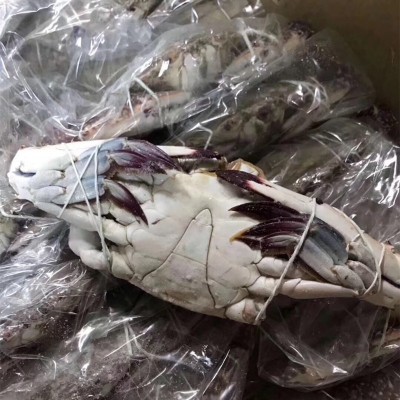 舟山鲜活冻螃蟹月岙流网蟹梭子蟹套袋扎蟹大白蟹公蟹母蟹海鲜批发图2