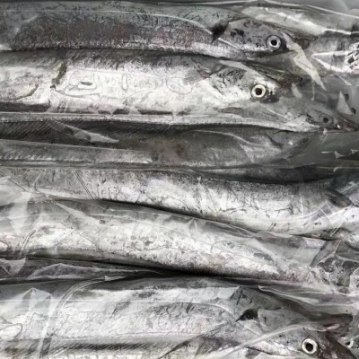 舟山东海雷达网带鱼眼睛新鲜液氮冷冻野生刀鱼油带鱼包装整箱批发图2