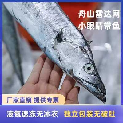 舟山东海雷达网带鱼眼睛新鲜液氮冷冻野生刀鱼油带鱼包装整箱批发