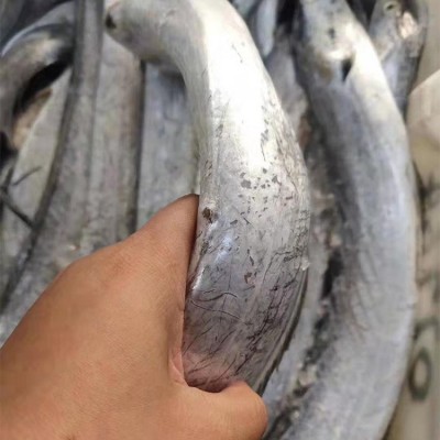 舟山东海雷达网带鱼眼睛新鲜液氮冷冻野生刀鱼油带鱼包装整箱批发图3