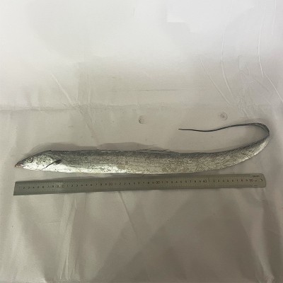 舟山东海雷达网带鱼眼睛新鲜液氮冷冻野生刀鱼油带鱼包装整箱批发图4