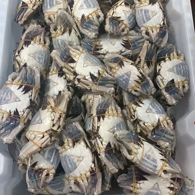 舟山清蒸鲜活液氮梭子蟹黄膏呛蟹生腌蟹小娘蟹二母蟹飞蟹非红膏蟹图2