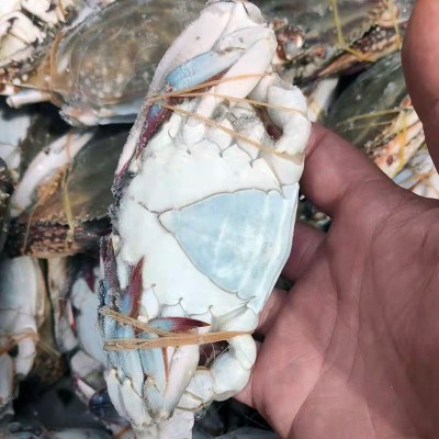 舟山清蒸鲜活液氮梭子蟹黄膏呛蟹生腌蟹小娘蟹二母蟹飞蟹非红膏蟹图3