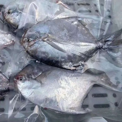 舟山海鲜鲜活冻品野生流网银鲳鱼新鲜液氮鲳鳊鱼白鲳鱼平鱼图3