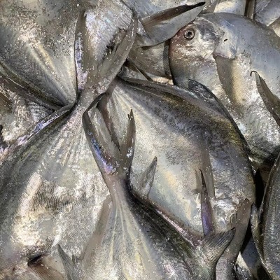 舟山海鲜鲜活冻品野生流网银鲳鱼新鲜液氮鲳鳊鱼白鲳鱼平鱼图2