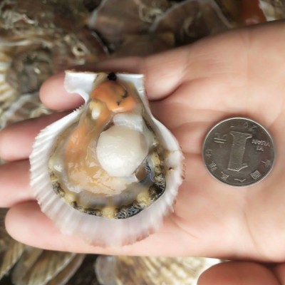 海鲜水产鲜活小红贝扇贝新鲜红扇贝海浦扇贝海鲜贝类烧烤全国供应图4