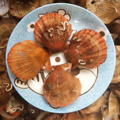海鲜水产鲜活小红贝扇贝新鲜红扇贝海浦扇贝海鲜贝类烧烤全国供应图3