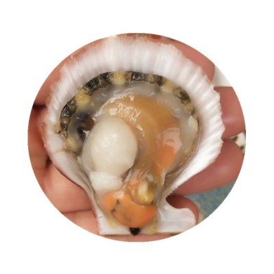 海鲜水产鲜活小红贝扇贝新鲜红扇贝海浦扇贝海鲜贝类烧烤全国供应图5