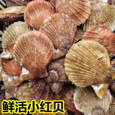海鲜水产鲜活小红贝扇贝新鲜红扇贝海浦扇贝海鲜贝类烧烤全国供应图2