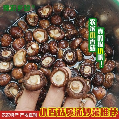 特小香菇金钱菇煲汤黄焖鸡食材西峡干货肉厚冬菇香菇产地直发