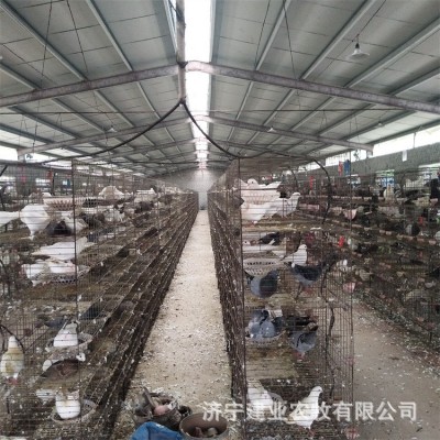 常年供应肉鸽子 种鸽 广场鸽 肉鸽种鸽活体 落地王鸽 广场鸽子苗图4