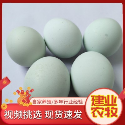 出售脱温小鸡仔 绿壳蛋鸡苗 活体五黑鸡苗农家散养图2
