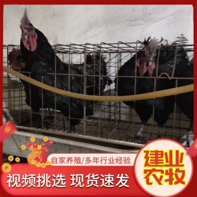 出售脱温小鸡仔 绿壳蛋鸡苗 活体五黑鸡苗农家散养图3