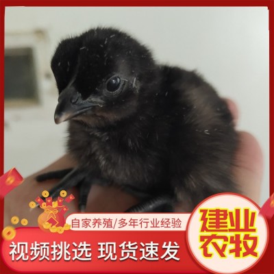 出售脱温小鸡仔 绿壳蛋鸡苗 活体五黑鸡苗农家散养图4