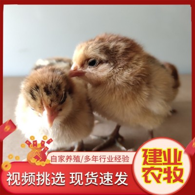 出售小鸡仔 活体小种黑芦花鸡苗 湘黄土鸡苗 五黑绿壳蛋鸡苗 活体图4