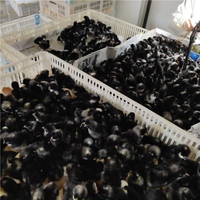 出售小鸡仔 活体小种黑芦花鸡苗 湘黄土鸡苗 五黑绿壳蛋鸡苗 活体图3