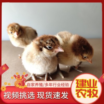 出售小鸡仔 活体小种黑芦花鸡苗 湘黄土鸡苗 五黑绿壳蛋鸡苗 活体图2