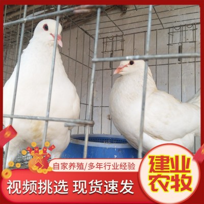 出售活体成对产蛋信鸽 训练好的广场鸽价格农家散养白羽王白鸽子图3
