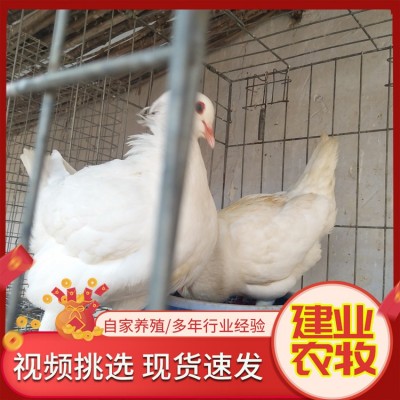 出售活体成对产蛋信鸽 训练好的广场鸽价格农家散养白羽王白鸽子图4