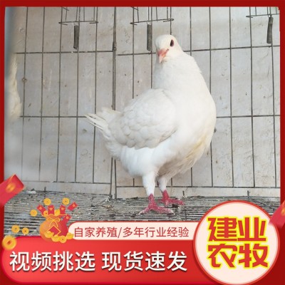 出售活体成对产蛋信鸽 训练好的广场鸽价格农家散养白羽王白鸽子