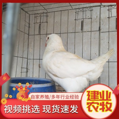 出售活体成对产蛋信鸽 训练好的广场鸽价格农家散养白羽王白鸽子图2