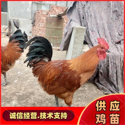 活体鸡苗 散养笨鸡苗 土鸡苗 孵化场常年供应各种鸡苗图3