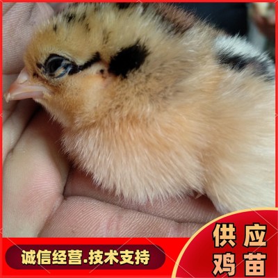 活体鸡苗 散养笨鸡苗 土鸡苗 孵化场常年供应各种鸡苗图4
