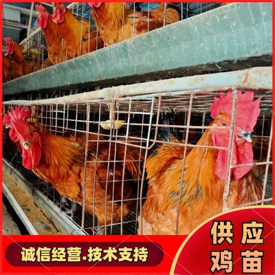 活体鸡苗 散养笨鸡苗 土鸡苗 孵化场常年供应各种鸡苗图2