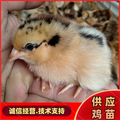 活体鸡苗 散养笨鸡苗 土鸡苗 孵化场常年供应各种鸡苗