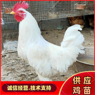 现货大量鸡苗 白羽鸡苗幼苗 孵化场供应白羽鸡苗图2