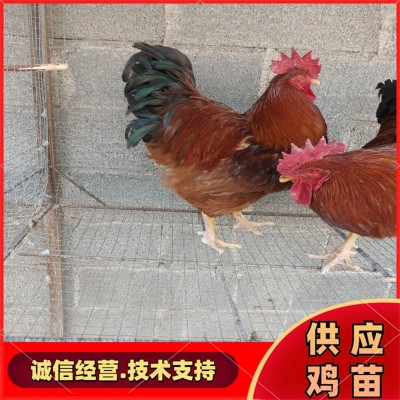 常年供应各种鸡苗 小鸡苗 红玉鸡苗幼苗 大红公鸡苗图3