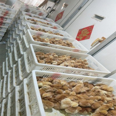 常年供应各种鸡苗 小鸡苗 红玉鸡苗幼苗 大红公鸡苗图2