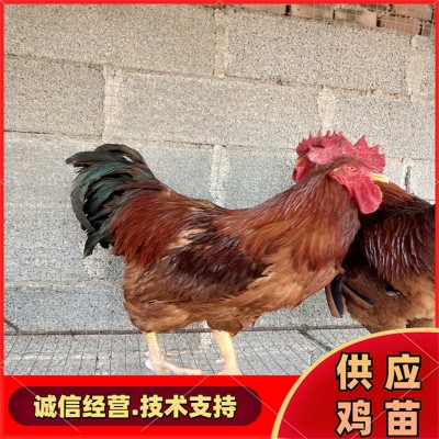 常年供应各种鸡苗 小鸡苗 红玉鸡苗幼苗 大红公鸡苗