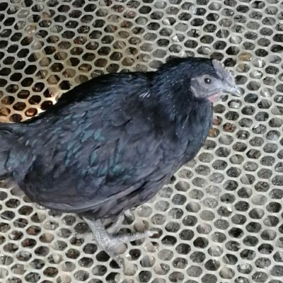 高产绿壳蛋鸡苗孵化场直销麻羽绿壳蛋鸡幼苗图3