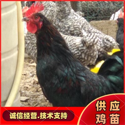高产绿壳蛋鸡苗孵化场直销麻羽绿壳蛋鸡幼苗
