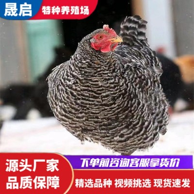 一斤多芦花鸡苗活体脱温芦花鸡苗活体批发 成年纯种芦花鸡养殖图2