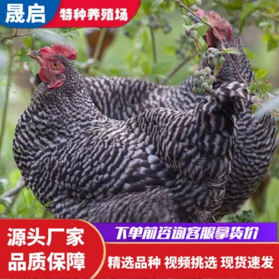 一斤多芦花鸡苗活体脱温芦花鸡苗活体批发 成年纯种芦花鸡养殖图3