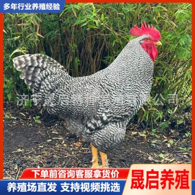 一斤多芦花鸡苗活体脱温芦花鸡苗活体批发 成年纯种芦花鸡养殖