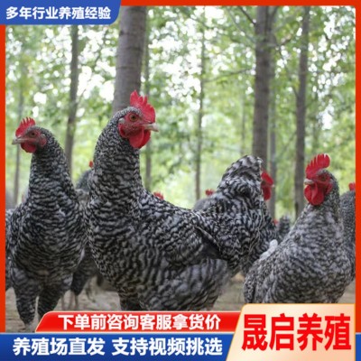 一斤多芦花鸡苗活体脱温芦花鸡苗活体批发 成年纯种芦花鸡养殖图4