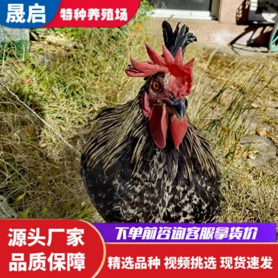 一斤左右脱温芦花鸡散养幼年小鸡苗 成年芦花鸡活体 白芦花鸡出售图2