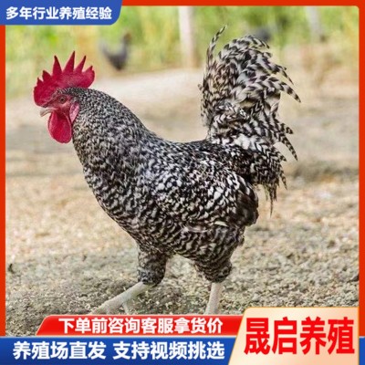一斤左右脱温芦花鸡散养幼年小鸡苗 成年芦花鸡活体 白芦花鸡出售图3