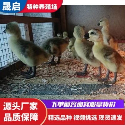 正宗狮头鹅苗活体批发 成年狮头鹅活体养殖 狮头鹅多少钱一只图4